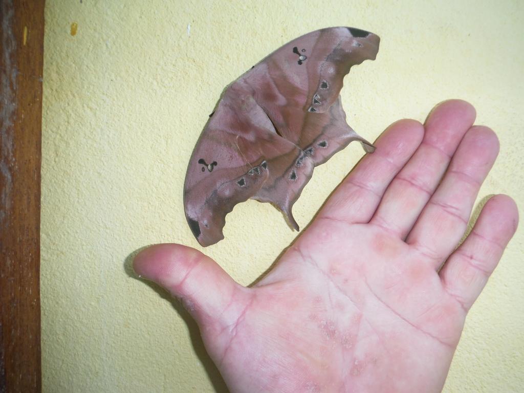Hotel Residencia Pedra Do Elefante Guarapari Zewnętrze zdjęcie